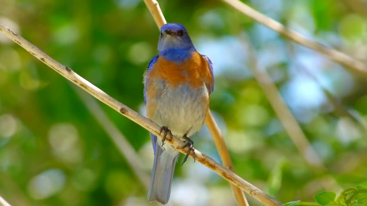 SONIDOS DE LA NATURALEZA