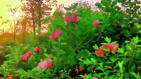Listen to the sound of the wind