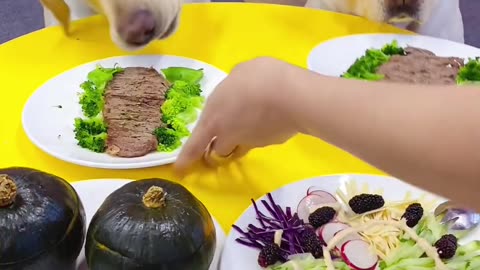 Steak set meal, cute pet debut plan, the joy of raising a dog