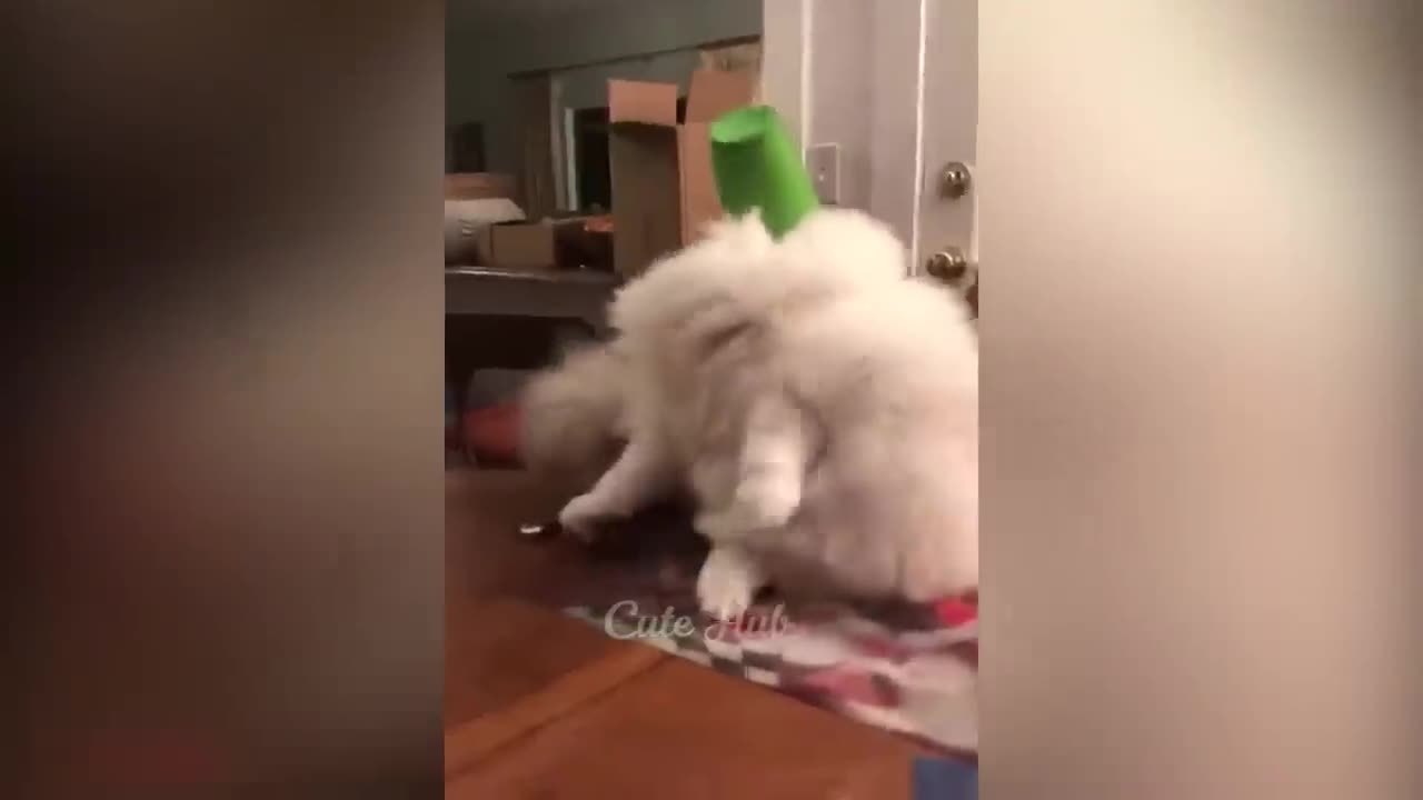 Funny Animal 2023 π Funniest Cats and Dogs πΊπΆ Part 23