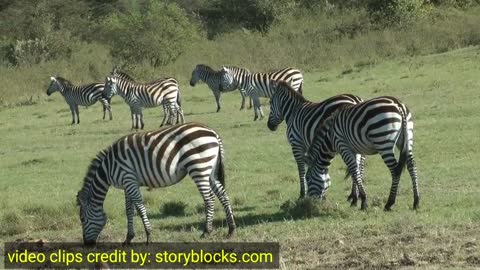 horse & Zebra facts 2022