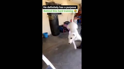 Funny cat dog compilation funny animal videos