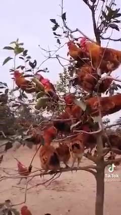 🐔 Funny Chicken Videos