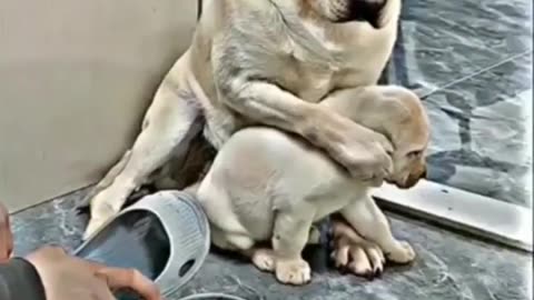 DOG EMOTIONAL VIDEO 🐕🐕 VIRAL DOG