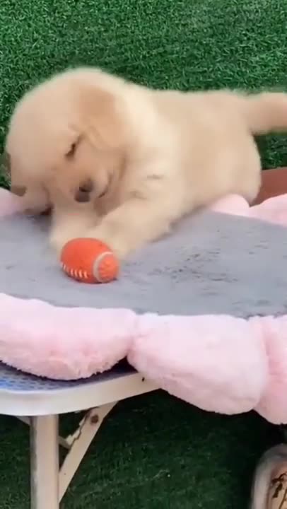 Cute Baby Animals Compilation _ Cute and Funny Baby Animals Videos _ The Daily Aww #25