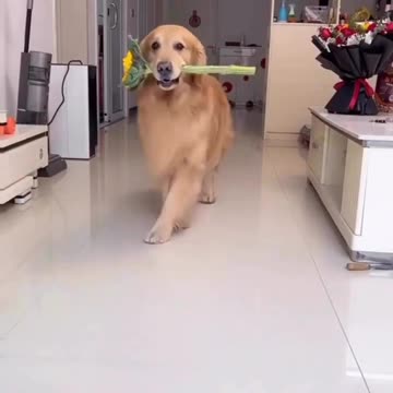 Cutest walk ever 🥰