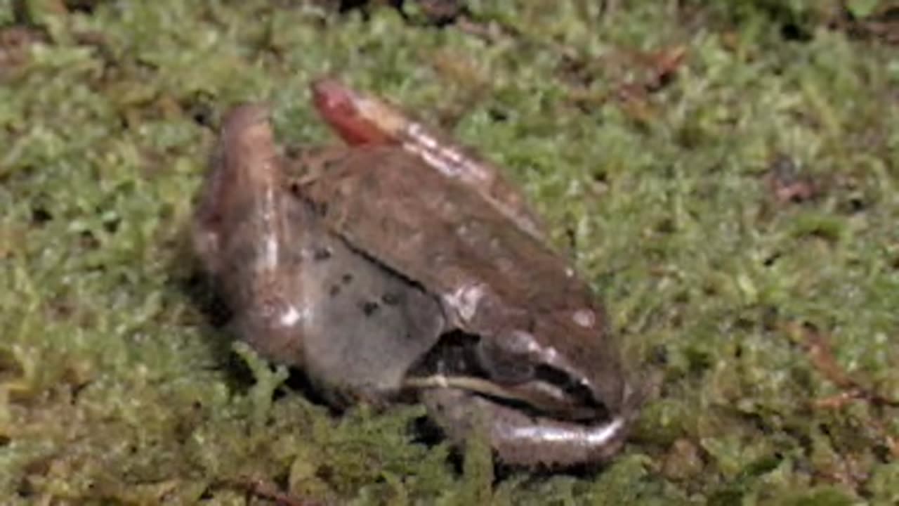 PBS Nova ScienceNOW - Apr 2005 - Frozen Frogs