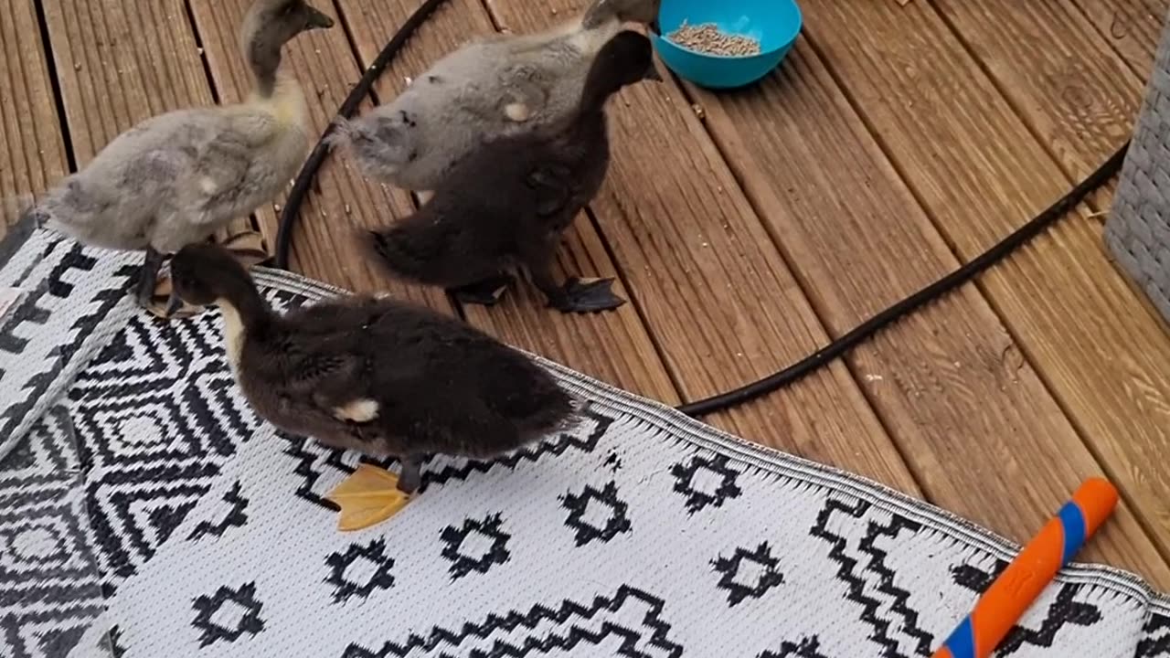 Black labrador scared of Ducklings