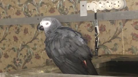 Parrot is bathed in the aquarium