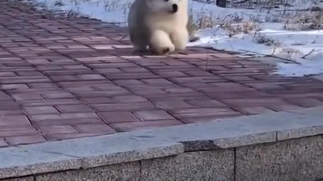 Little Puppy Stair Fail but Handles it Like a Pro