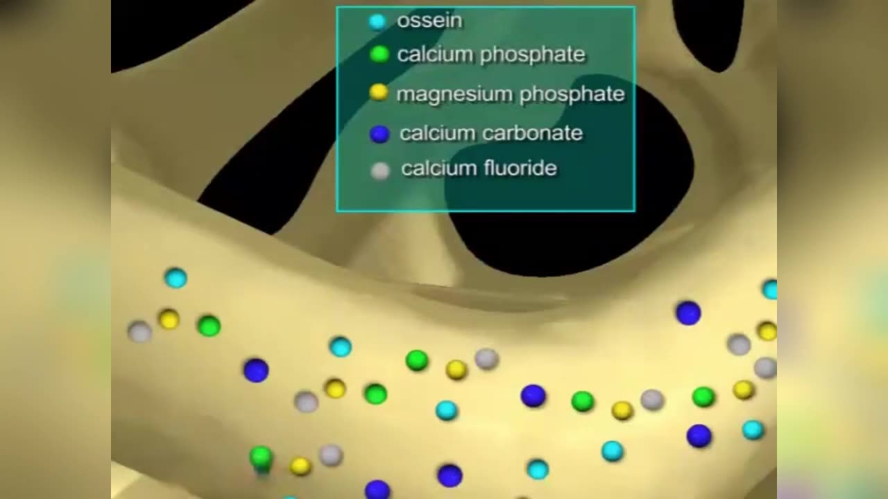 Skeletal system