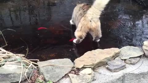 cat and goldfish