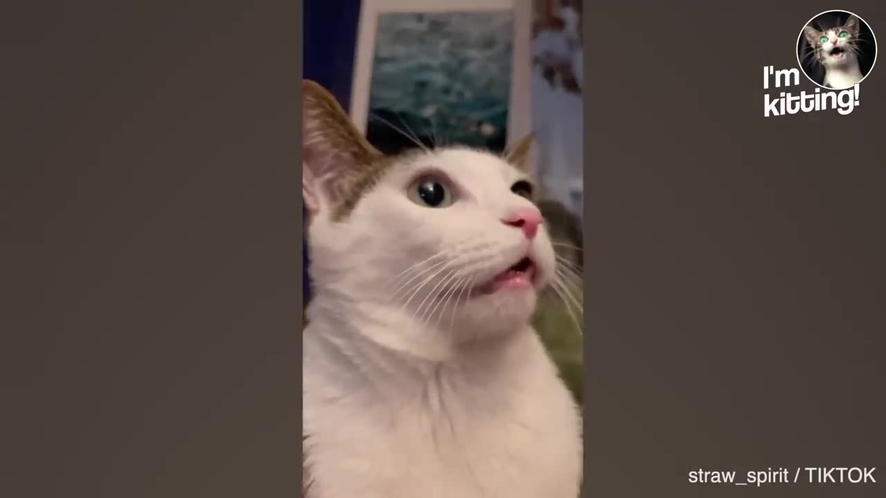 These Cats Speak English Better Than Hooman!