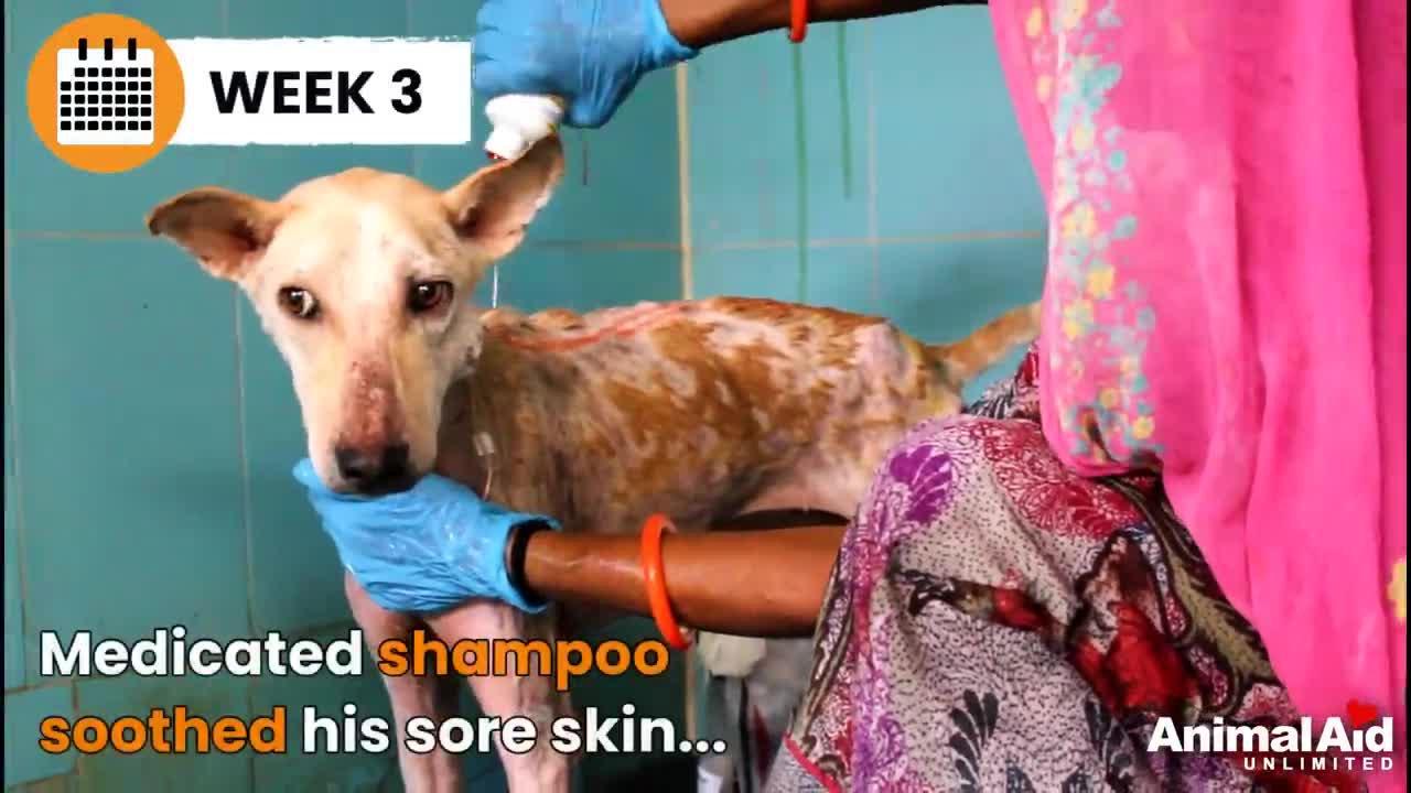 Painful wound, fracture, and terrible mange. But no prob, this is Superman!