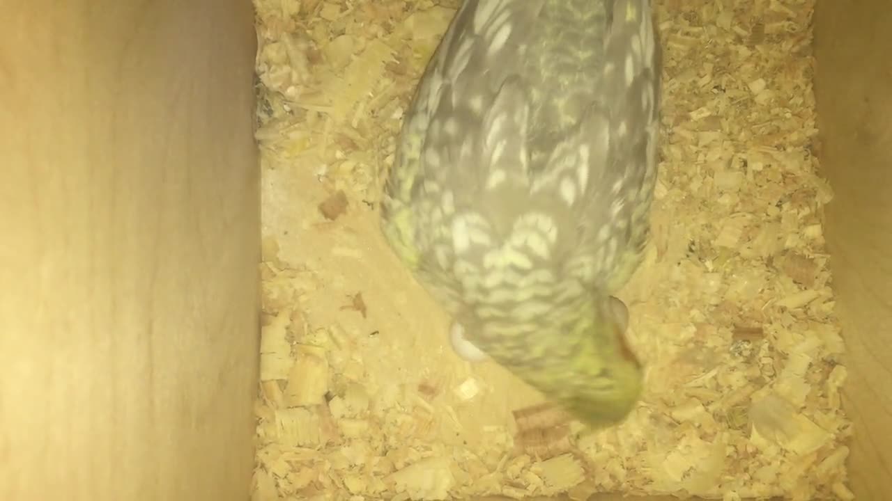 Sparrows and eggs