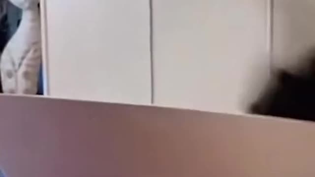 Funny Animals