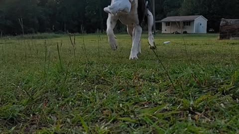 My Happy Pit Bull, Mattis