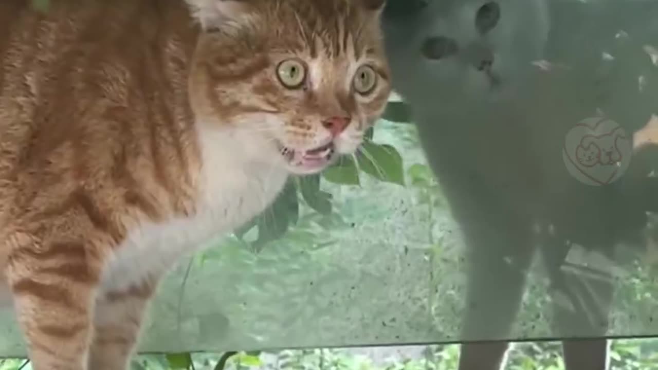 Funny cat