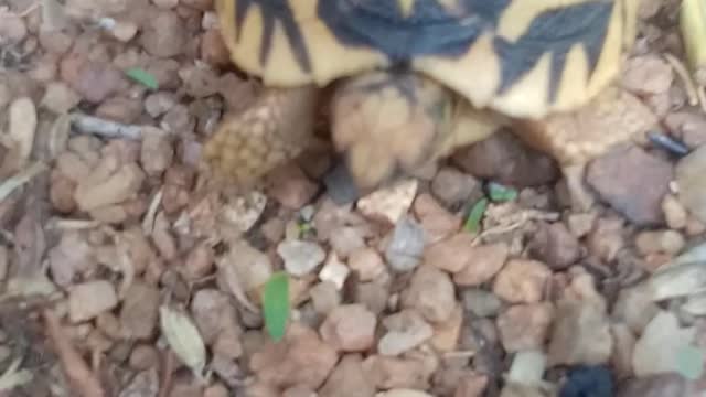 Baby tortoise