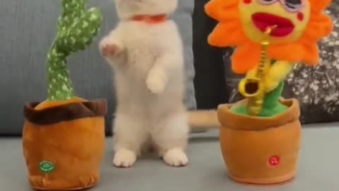 Kitten assistindo ao concerto 🐱