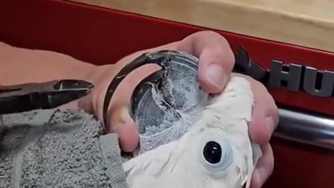 Man saves bird with overgrown beak