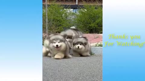 Título: Vídeo de Bichinhos Engraçados para Rir Muito