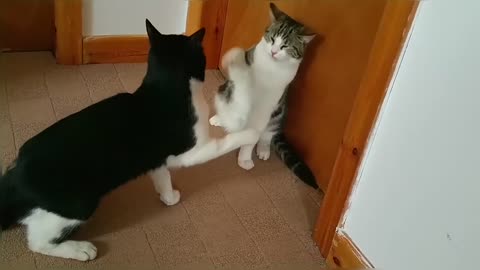 Cat Fight Compilation Video