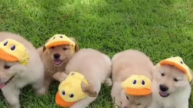 The baby Kevin’s 🥹