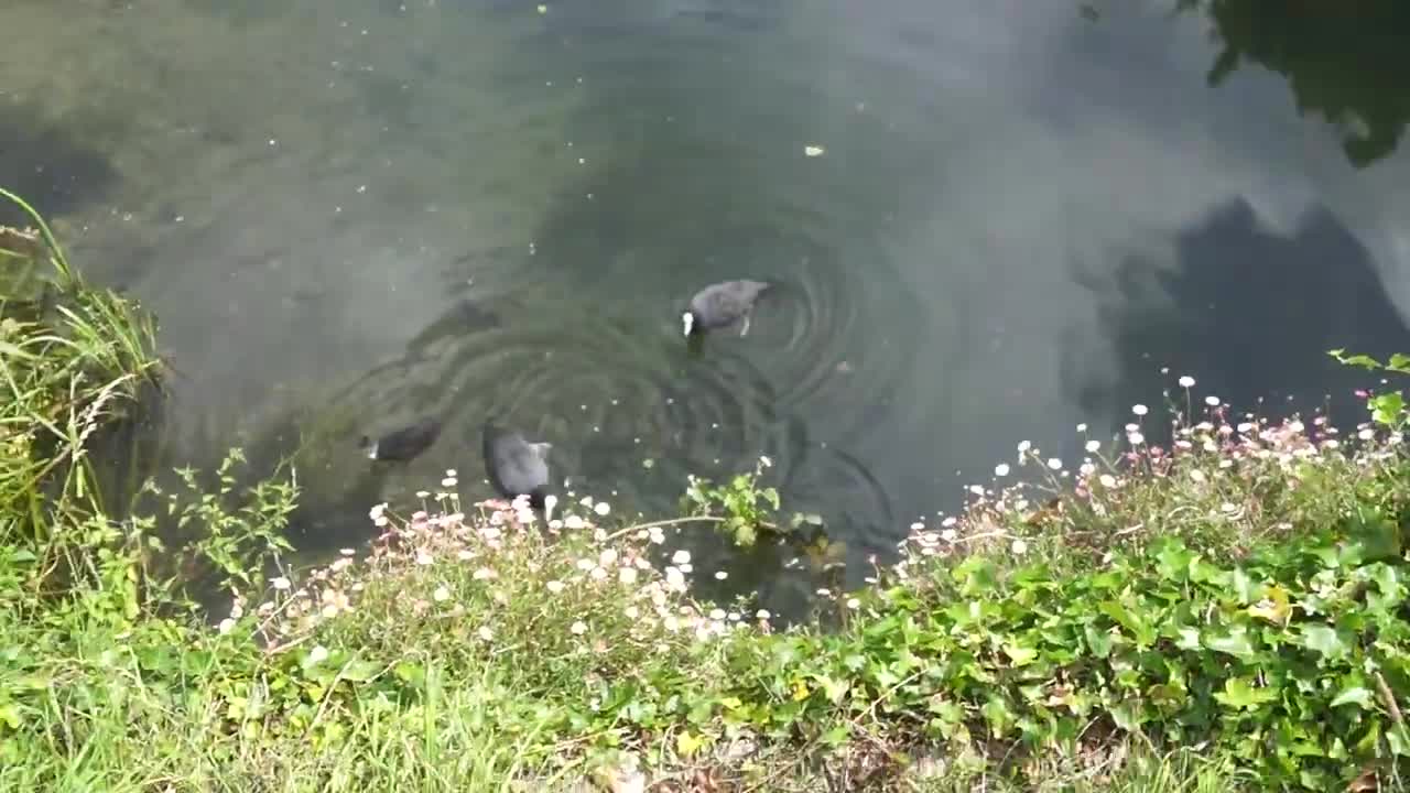 Eurasian Coot Fulica Atra, Chichester Canal, Chichester, West Sussex, PO19 8DT 1