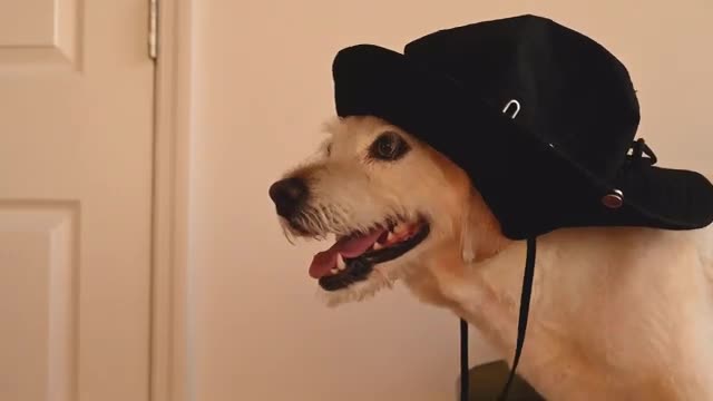 Funny dog clips