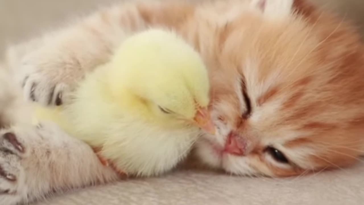 Kitten with chicken