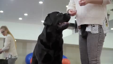 How to Teach your Dog "Watch Me" Command