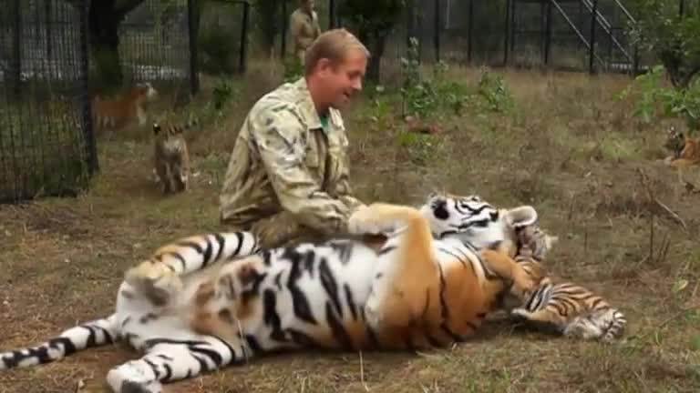 Tiger-mania roars across Russia