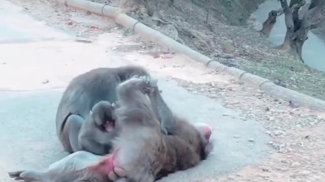 Funny monkey 🤣🤣🐒🐒🐒🐒🐒