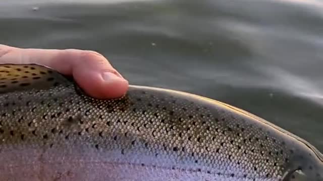 Do any other trout fight as hard as a big rainbow