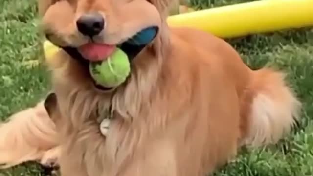 No balls remain on ground 🐶🐶