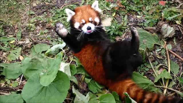 Cute Red Panda Rolling Around - Hug Me