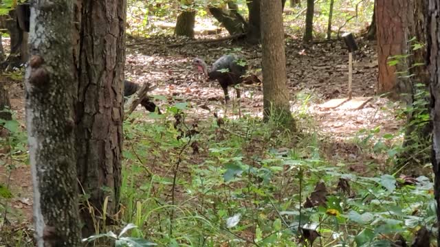 Backyard Turkey Surprise!