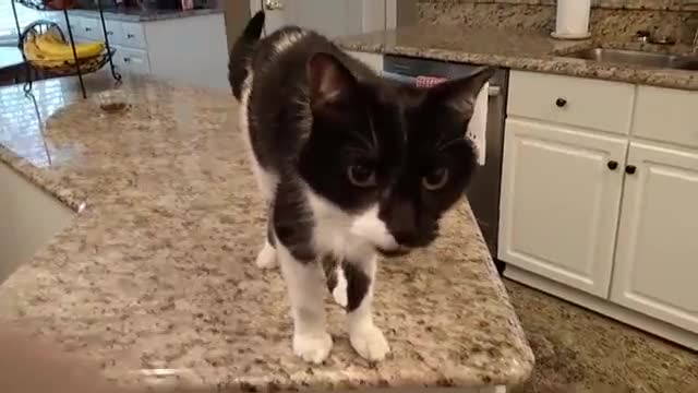 Cat has a crazy deep meow