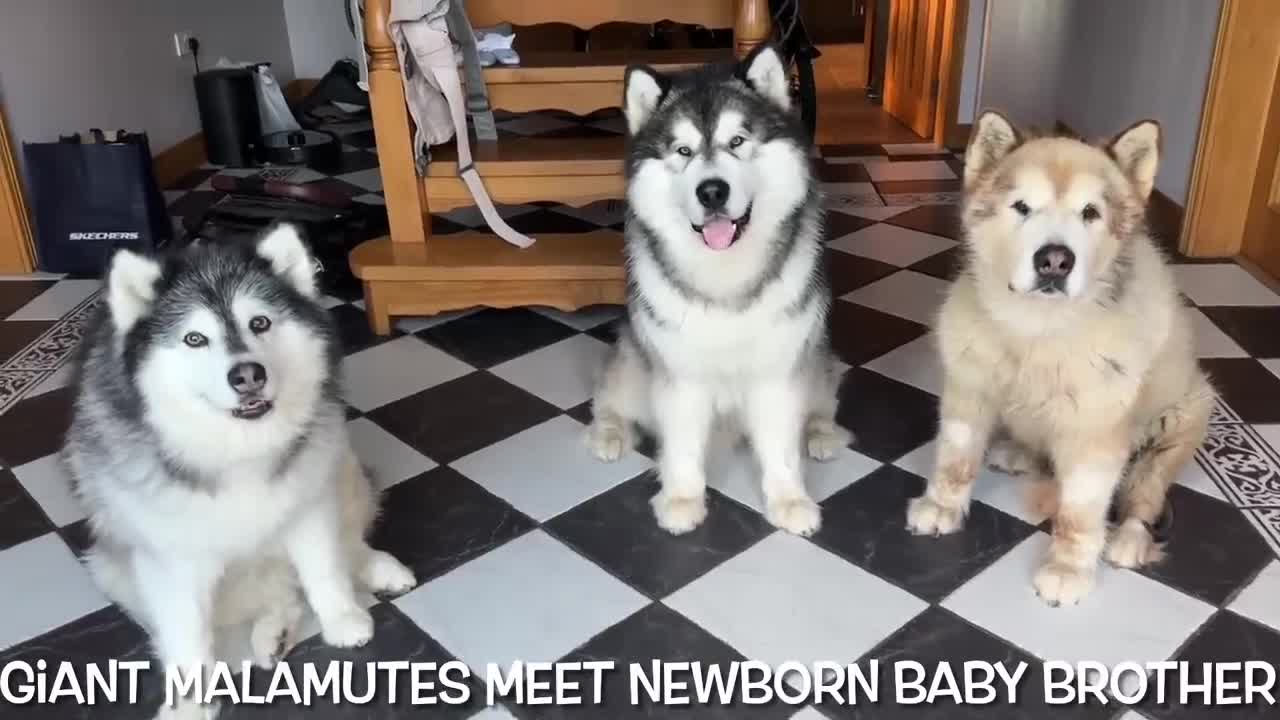 Giant Husky Meets Newborn Baby For The First Time!! (Cutest Ever!!)