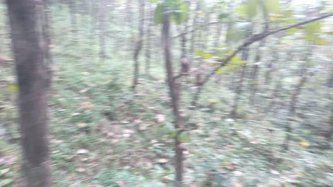 Hutan jati