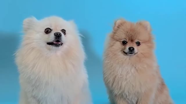 cute and funny puppies