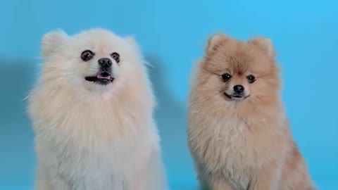 cute and funny puppies