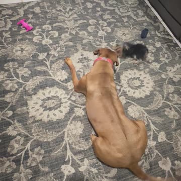 Rhodesian Ridgeback versus 2 lb Yorkie puppy