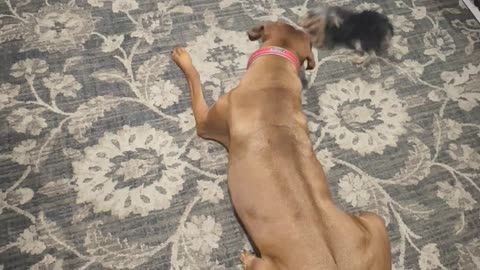 Rhodesian Ridgeback versus 2 lb Yorkie puppy