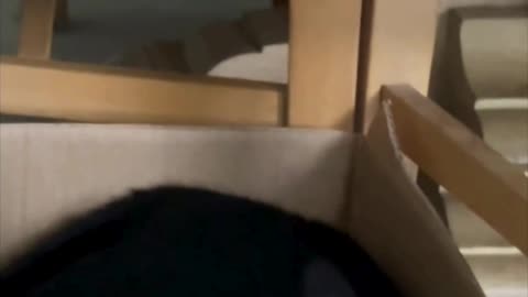 Cute Piper Cat Likes to Sit in a Box - Adopting a Cat from a Shelter Vlog #shorts