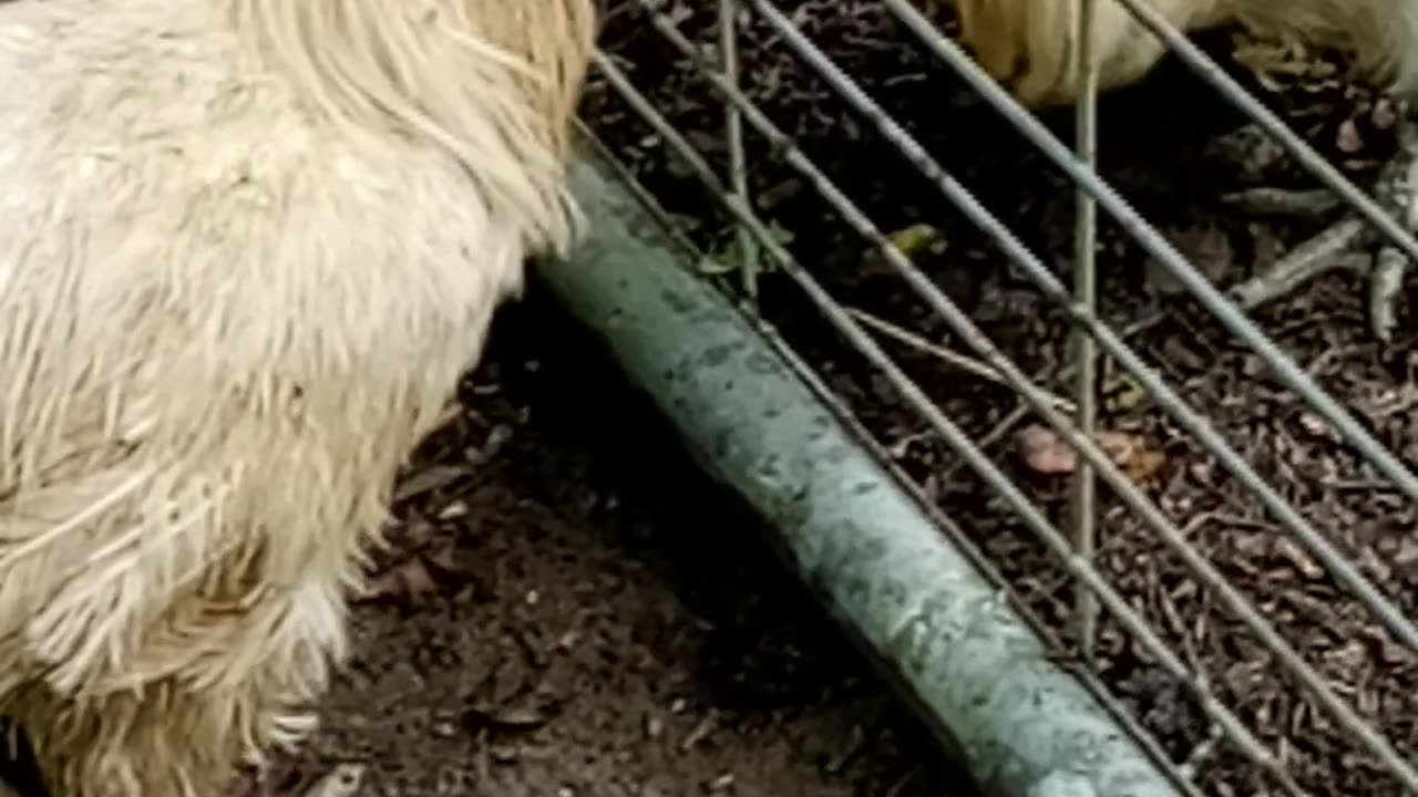 2 Smooth Silkie Roosters Dispute