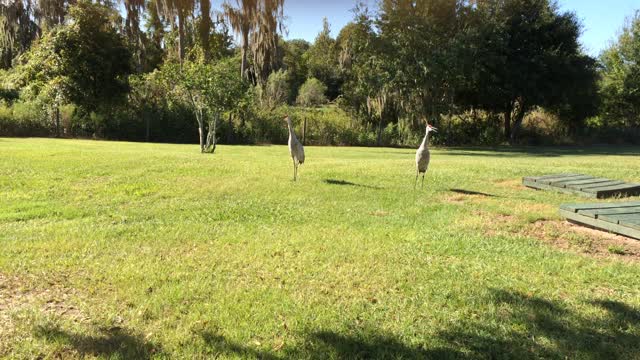 Sandhill Cranes talking to each other