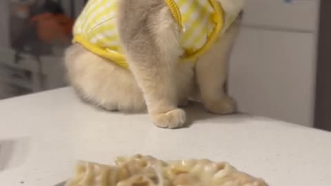 Cat_s_Dumpling_Obsession_#cat_#cute_#kitten(720p)