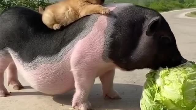 pig mother with dog
